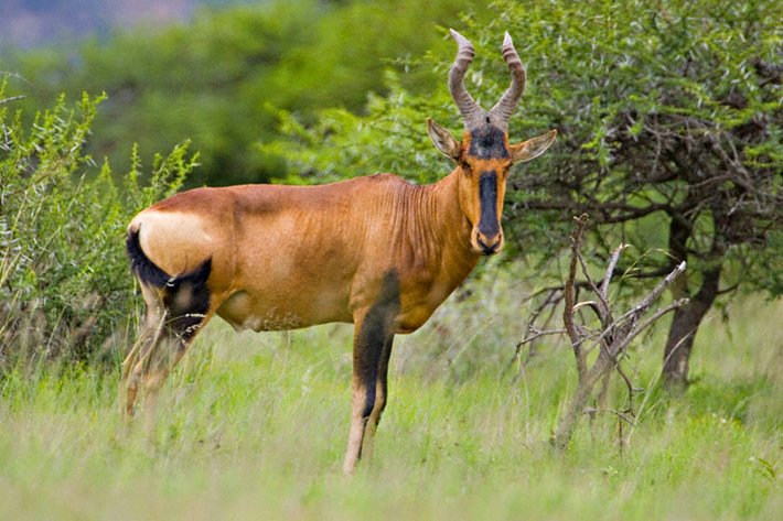 Image for ECPTA HUNTS 2020 - EXCESS HUNTING PACKAGES