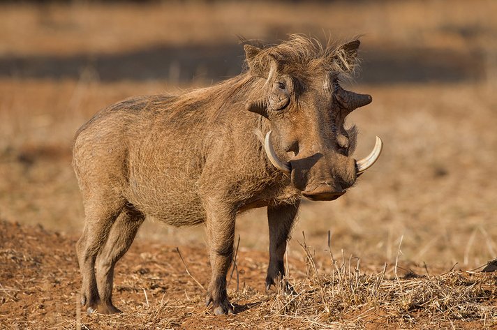 Image for ECPTA HUNTS 2020 - EXCESS HUNTING PACKAGES