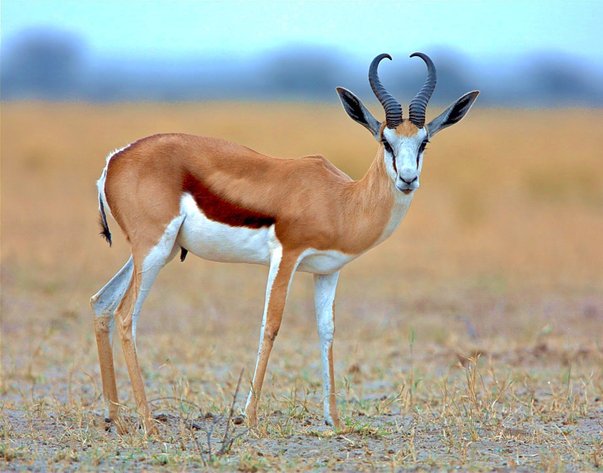 Image for ECPTA HUNTS 2020 - EXCESS HUNTING PACKAGES