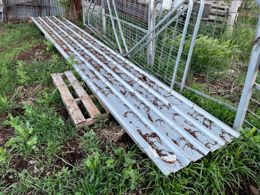 12 x TRIM DECK ROOFING SHEETS (UNUSED) 10 x 5800MM & 2 x 5200MM