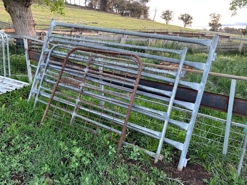 Lot 1137