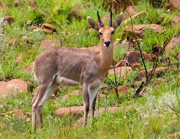 Image for ECPTA HUNTS 2020 - EXCESS HUNTING PACKAGES