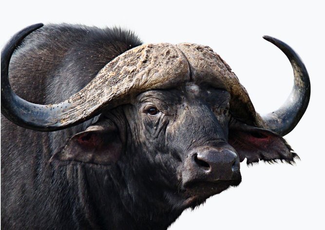 Image for ECPTA HUNTS 2021 - WILDERNESS HUNTS IN WILD NATURAL LANDSCAPES